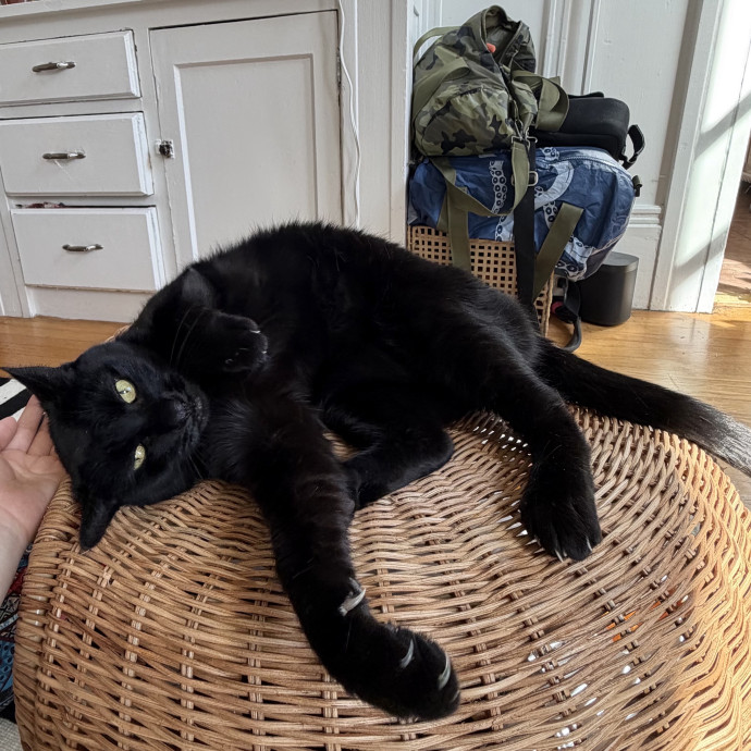 Josephine's Kitty Concierge photo 3