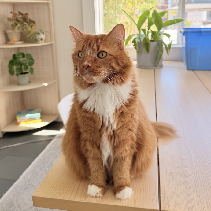 Josephine's Kitty Concierge photo 2