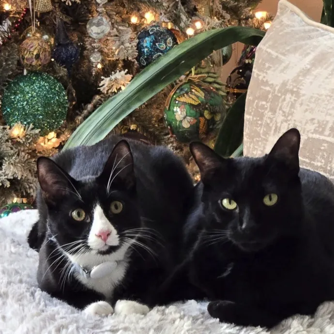 Chana's Meowtastic Cat Sitting