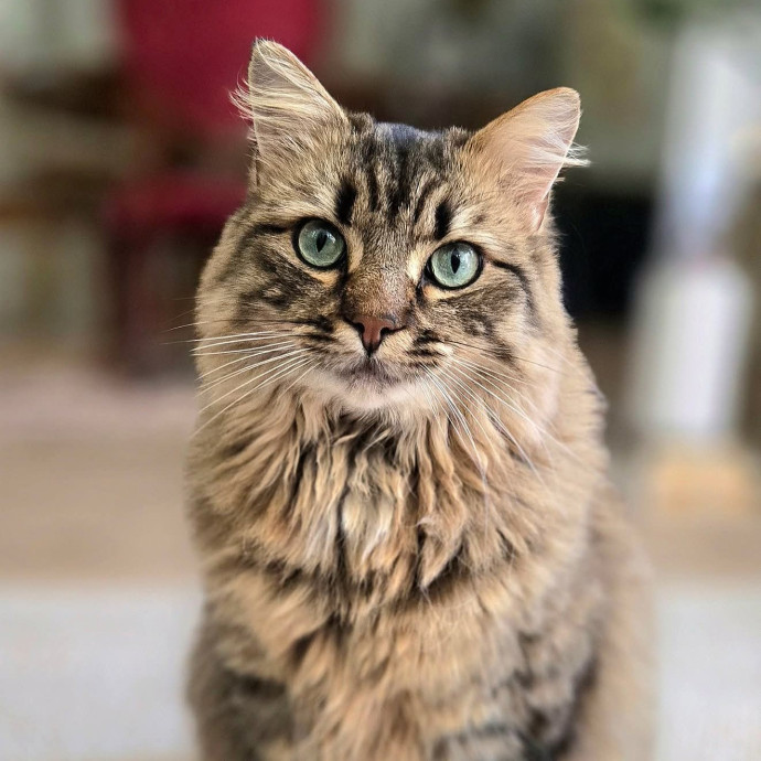 Chana's Meowtastic Cat Sitting