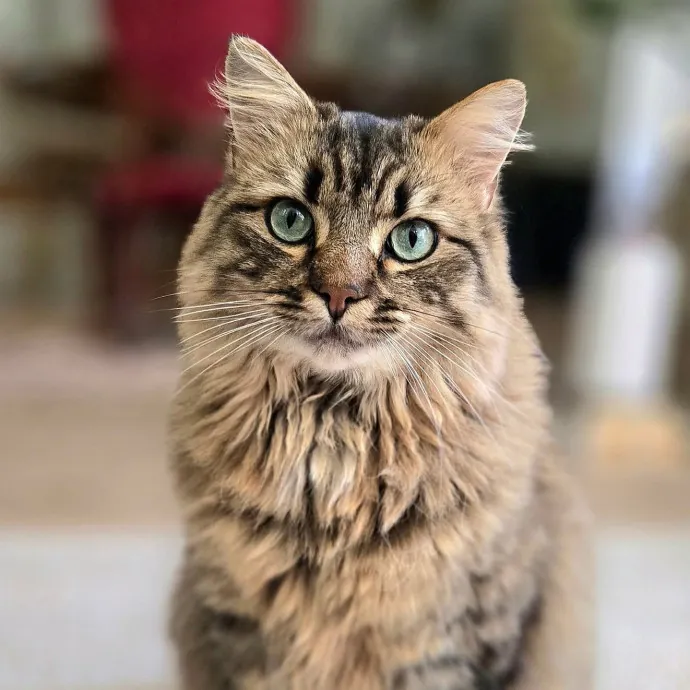 Chana's Meowtastic Cat Sitting