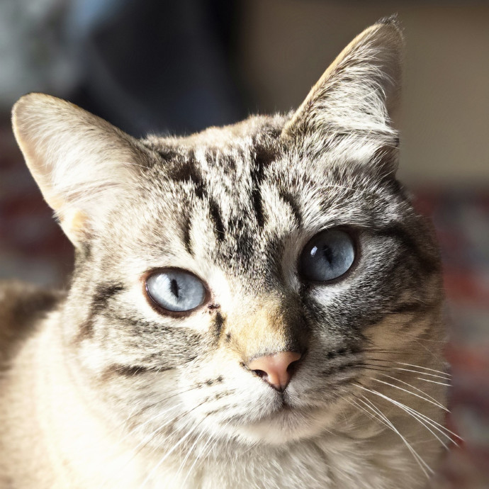 Chana's Meowtastic Cat Sitting