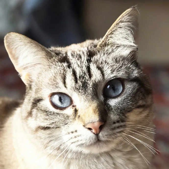 Chana's Meowtastic Cat Sitting