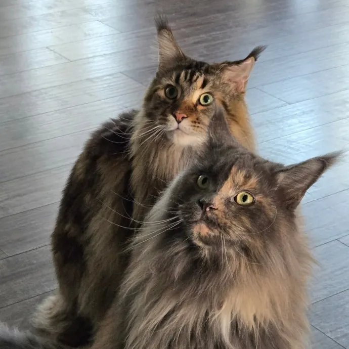 Chana's Meowtastic Cat Sitting