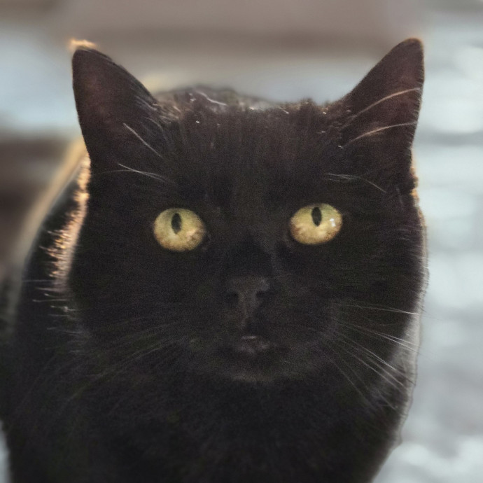 Chana's Meowtastic Cat Sitting