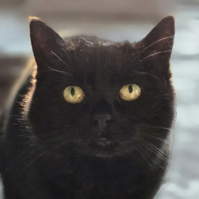 Chana's Meowtastic Cat Sitting