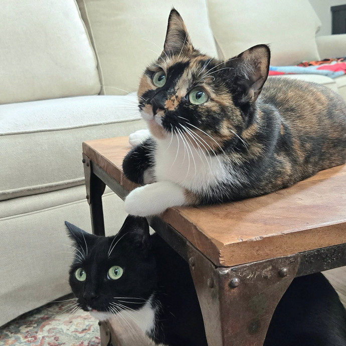 Chana's Meowtastic Cat Sitting