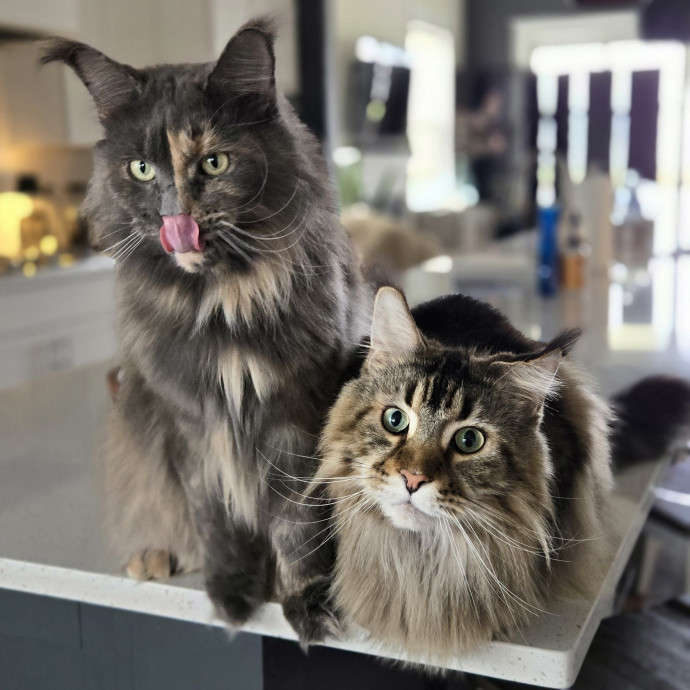 Chana's Meowtastic Cat Sitting photo 2