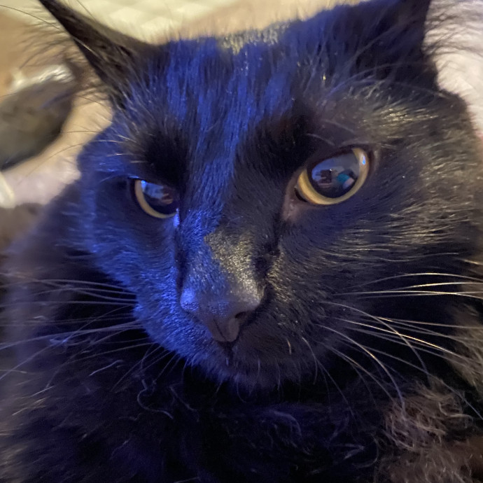 Kitty Haven photo 2