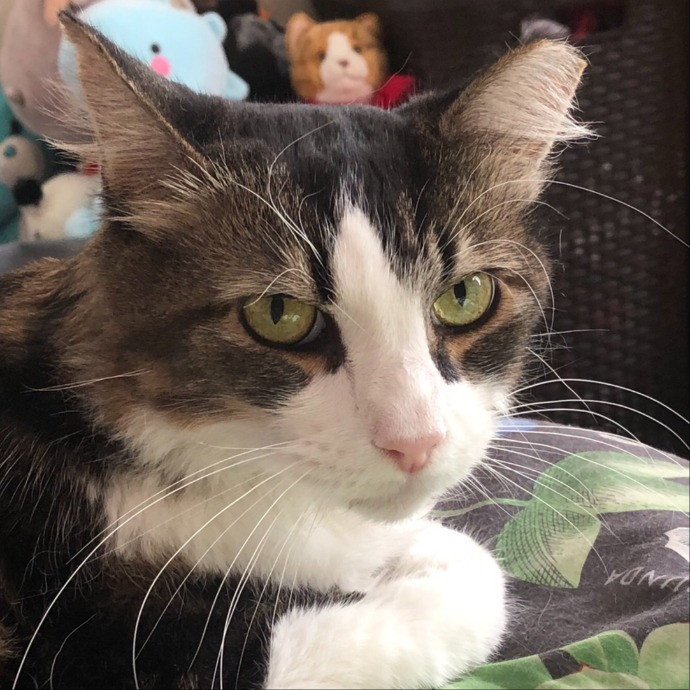 Helena's Feline Good Cat Care
