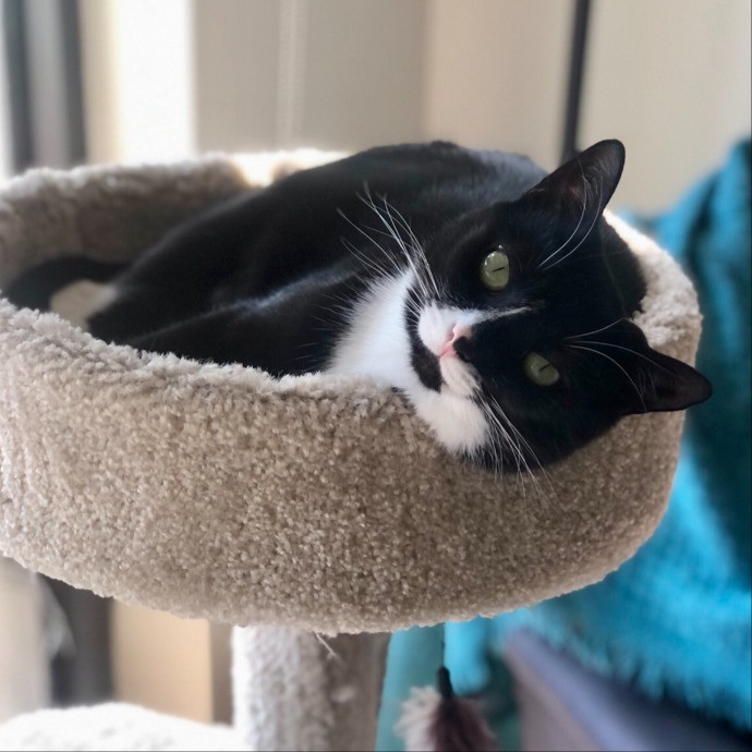 Helena's Feline Good Cat Care