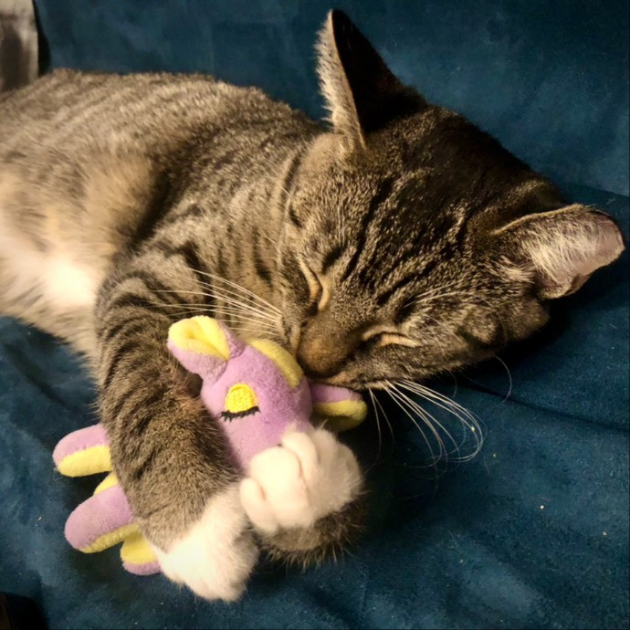 Helena's Feline Good Cat Care