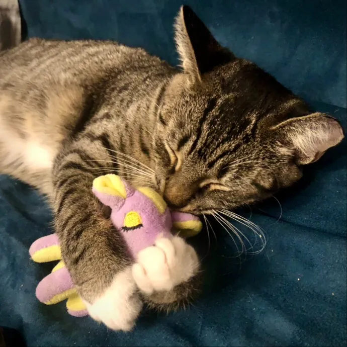 Helena's Feline Good Cat Care