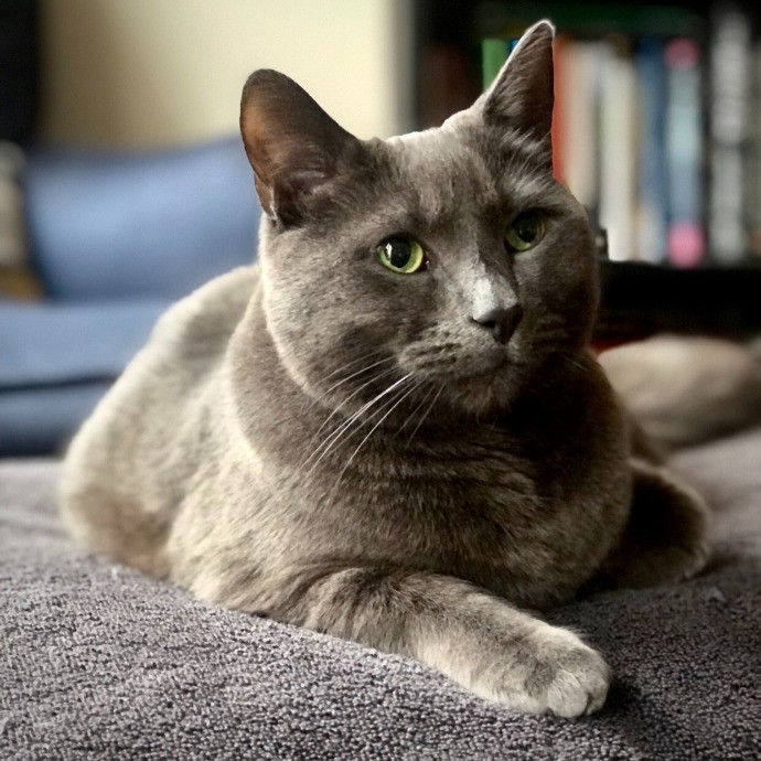 Helena's Feline Good Cat Care
