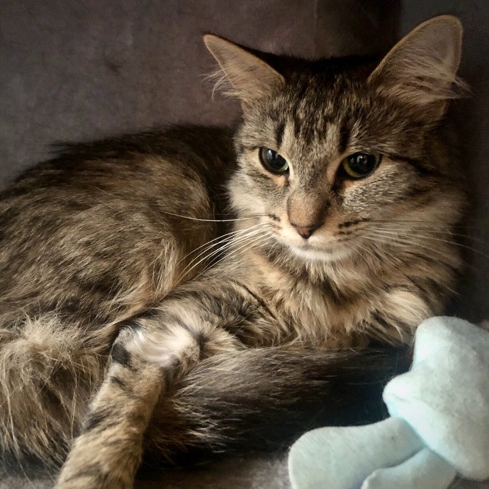 Helena's Feline Good Cat Care
