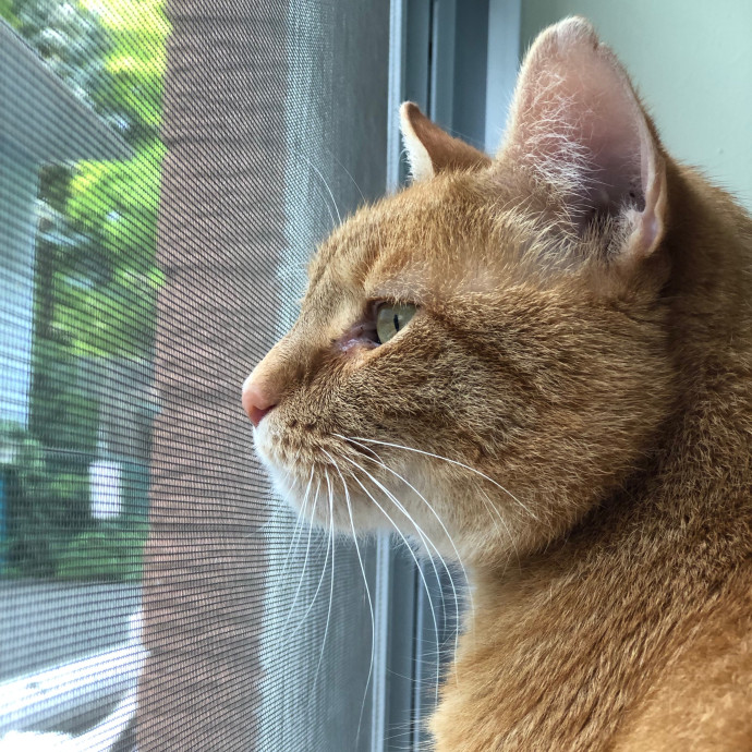 Helena's Feline Good Cat Care