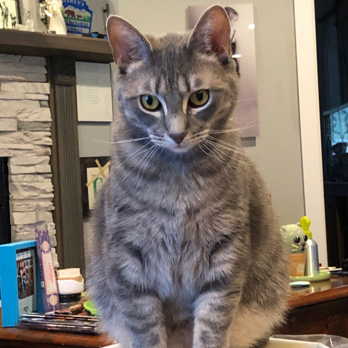 Helena's Feline Good Cat Care