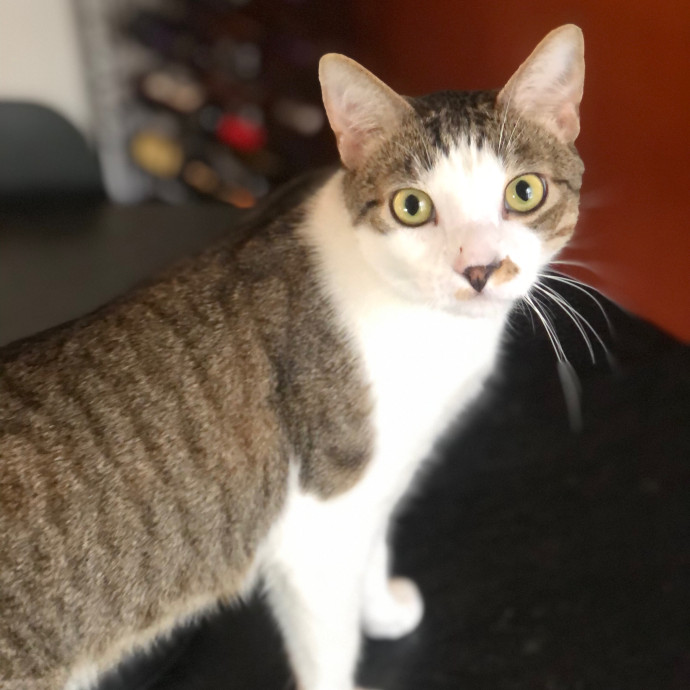 Helena's Feline Good Cat Care
