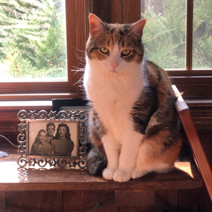 Helena's Feline Good Cat Care