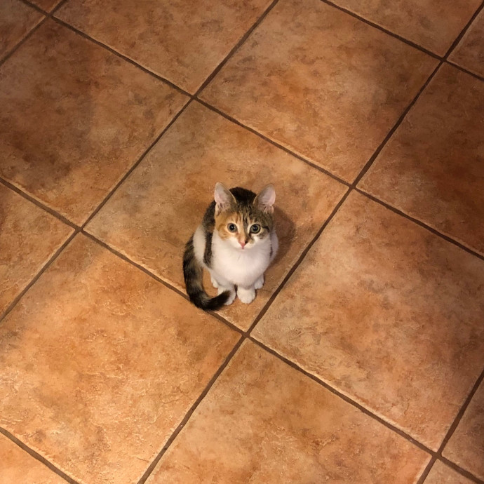 Helena's Feline Good Cat Care