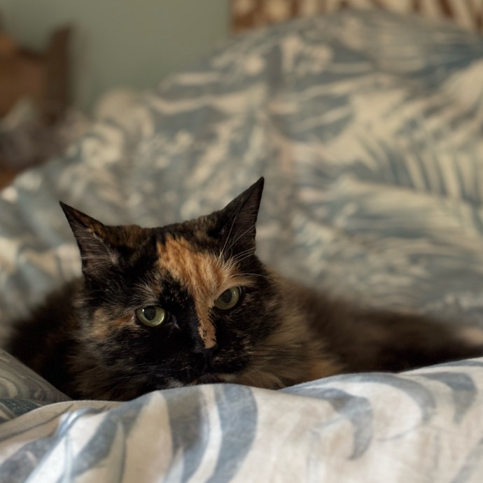 Helena's Feline Good Cat Care photo 3