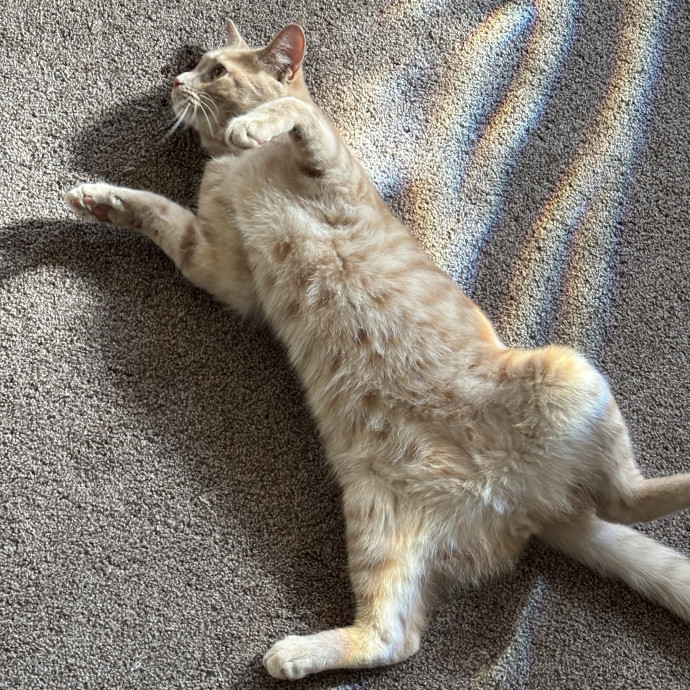 Helena's Feline Good Cat Care photo 2