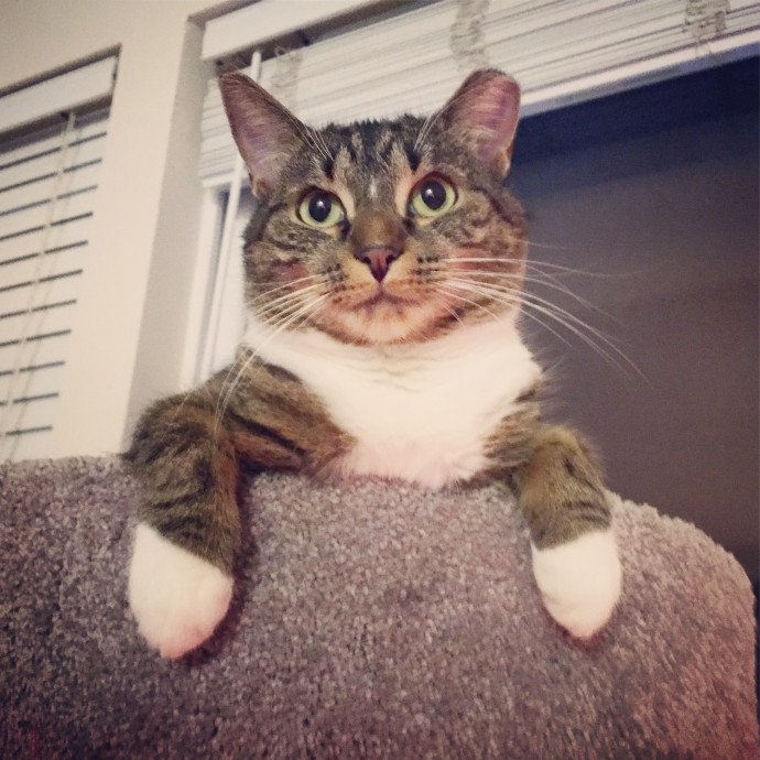 Iris The Cat Sitter