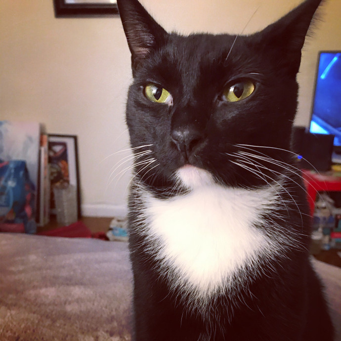 Iris The Cat Sitter
