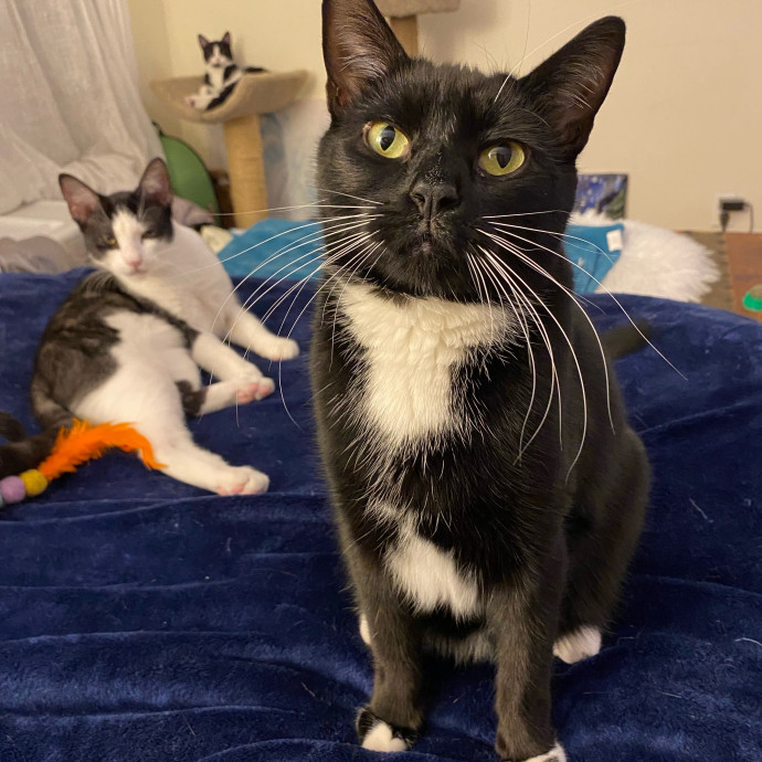 Iris The Cat Sitter