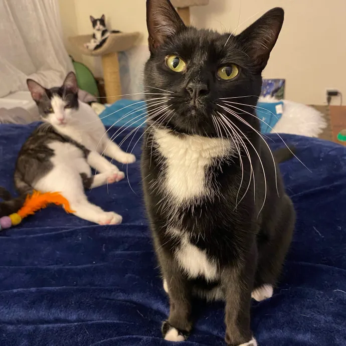 Iris The Cat Sitter