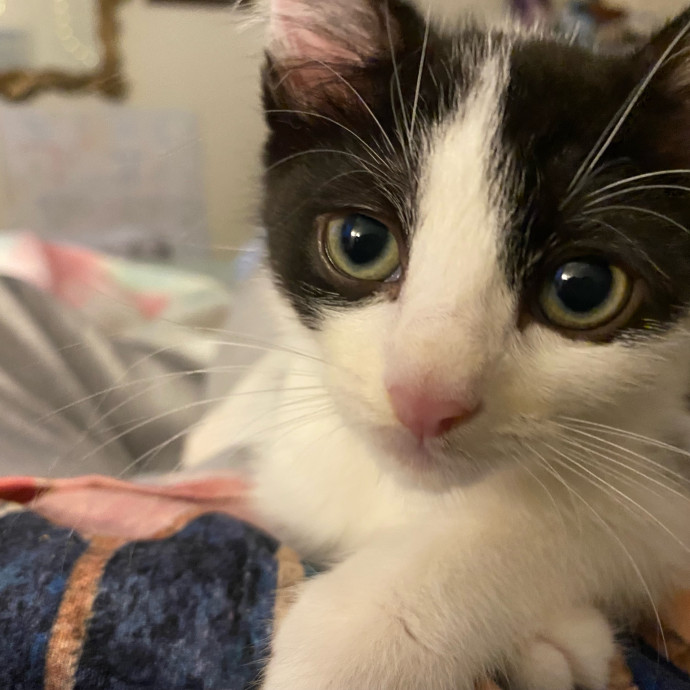 Iris The Cat Sitter