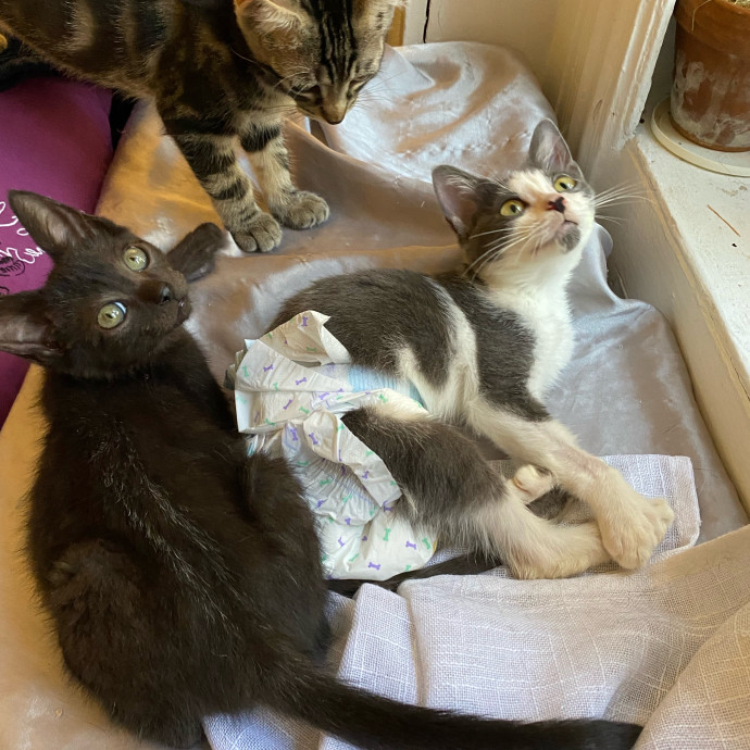 Iris The Cat Sitter