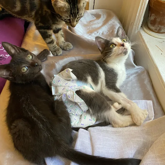 Iris The Cat Sitter