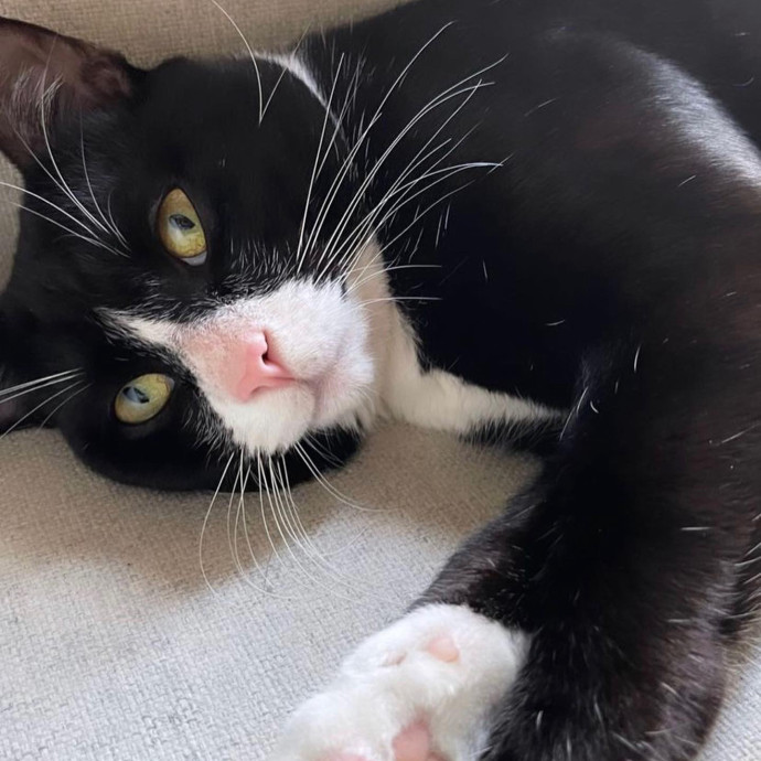 Iris The Cat Sitter