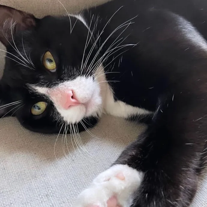 Iris The Cat Sitter