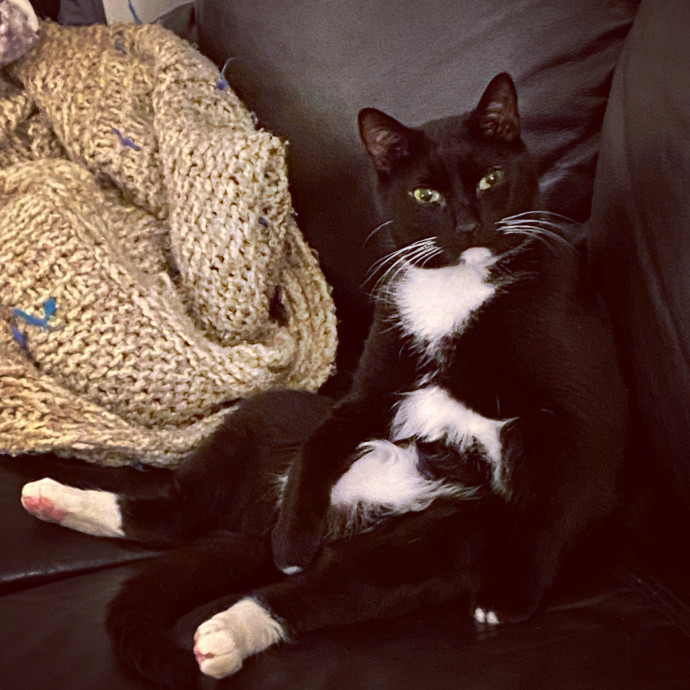 Iris The Cat Sitter