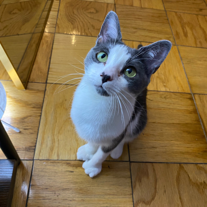 Iris The Cat Sitter