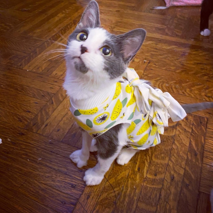 Iris The Cat Sitter