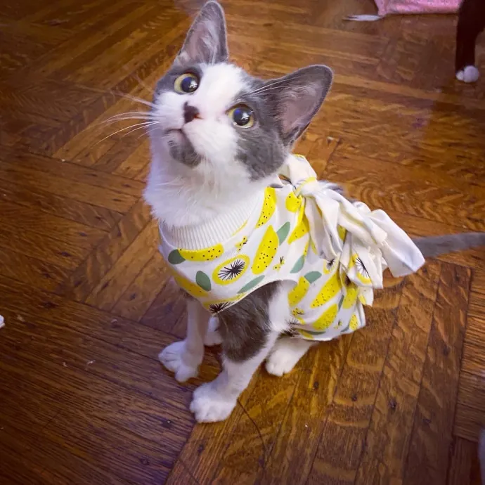 Iris The Cat Sitter