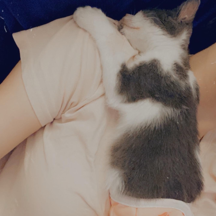 Iris The Cat Sitter