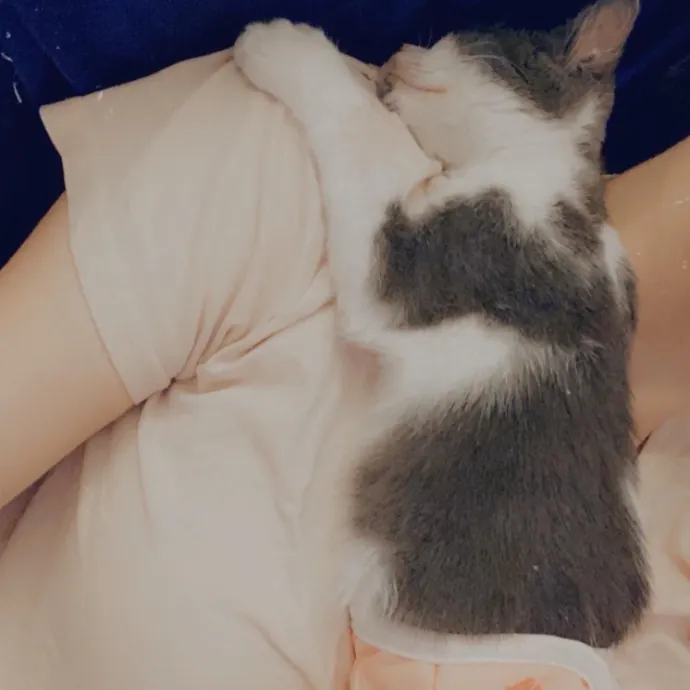 Iris The Cat Sitter