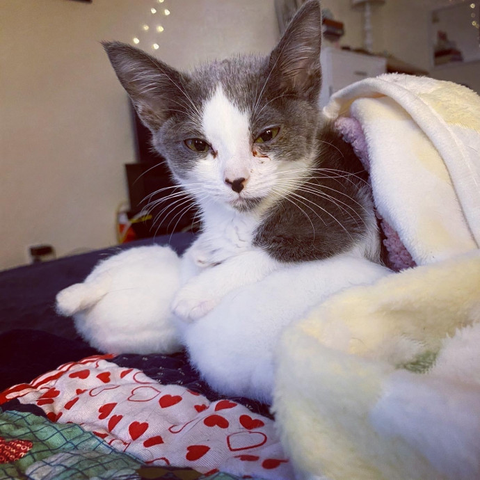 Iris The Cat Sitter