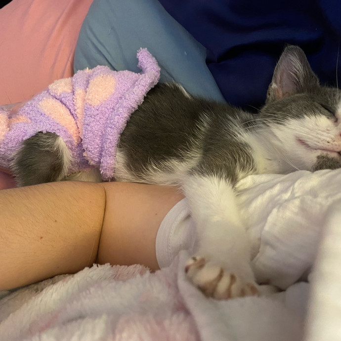 Iris The Cat Sitter