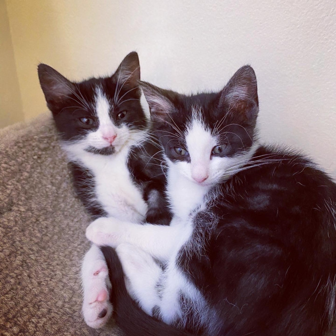 Iris The Cat Sitter