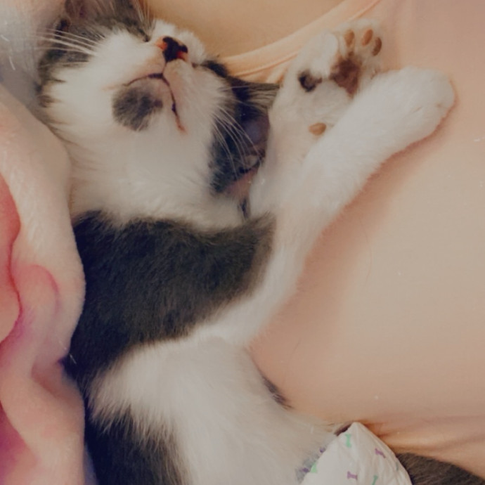 Iris The Cat Sitter