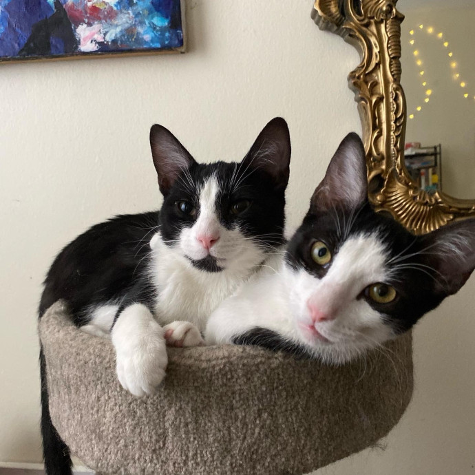 Iris The Cat Sitter