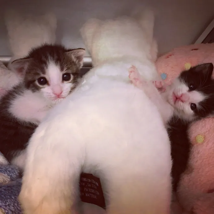 Iris The Cat Sitter