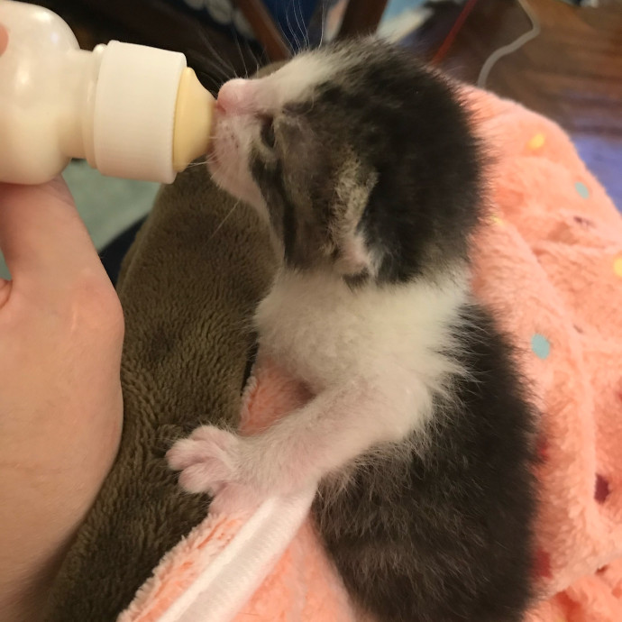 Iris The Cat Sitter
