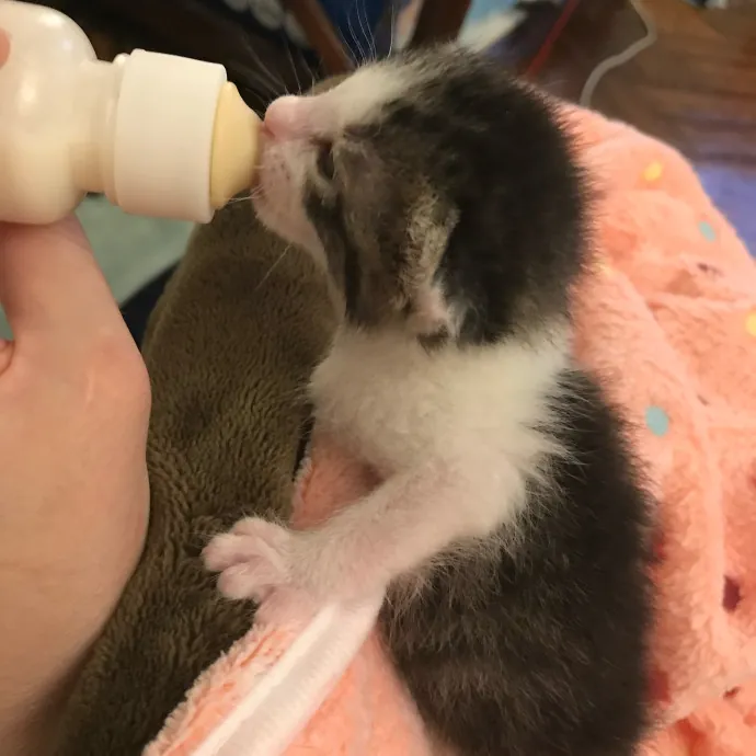 Iris The Cat Sitter