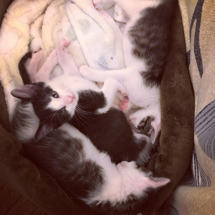 Iris The Cat Sitter